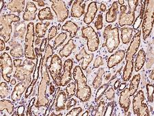 ATP5H Antibody - Immunochemical staining of human ATP5H in human kidney with rabbit polyclonal antibody at 1:200 dilution, formalin-fixed paraffin embedded sections.