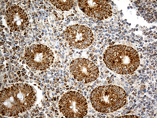 ATP5I Antibody - Immunohistochemical staining of paraffin-embedded Human appendix tissue within the normal limits using anti-ATP5I mouse monoclonal antibody. (Heat-induced epitope retrieval by 1mM EDTA in 10mM Tris buffer. (pH8.5) at 120°C for 3 min. (1:500)