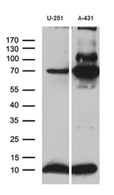 ATP5I Antibody - Western blot analysis of extracts. (35ug) from 2 different cell lines by using anti-ATP5I monoclonal antibody. (1:500)