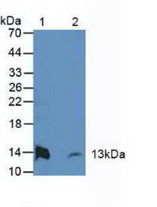 ATP5J Antibody - Western Blot; Sample: Lane1: Rat Heart Tissue; Lane2: Mouse Heart Tissue.