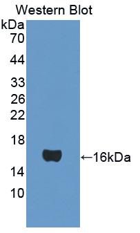 ATP5J Antibody - Western blot of ATP5J antibody.