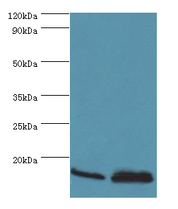 ATP5J Antibody - Western blot. All lanes: ATP5J antibody at 7 ug/ml. Lane 1: Rat brain tissue. Lane 2: Mouse heart tissue. Secondary antibody: Goat polyclonal to rabbit at 1:10000 dilution. Predicted band size: 13 kDa. Observed band size: 13 kDa.