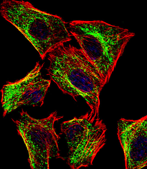 ATP5J Antibody - Fluorescent confocal image of U251 cell stained with ATP5J Antibody. U251 cells were fixed with 4% PFA (20 min), permeabilized with Triton X-100 (0.1%, 10 min), then incubated with ATP5J primary antibody (1:25, 1 h at 37°C). For secondary antibody, Alexa Fluor 488 conjugated donkey anti-rabbit antibody (green) was used (1:400, 50 min at 37°C). Cytoplasmic actin was counterstained with Alexa Fluor 555 (red) conjugated Phalloidin (7units/ml, 1 h at 37°C). Nuclei were counterstained with DAPI (blue) (10 ug/ml, 10 min). ATP5J immunoreactivity is localized to Mitochondria significantly.
