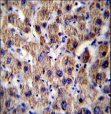 ATP5J Antibody - ATP5J Antibody immunohistochemistry of formalin-fixed and paraffin-embedded human liver tissue followed by peroxidase-conjugated secondary antibody and DAB staining.