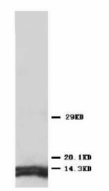 ATP5J Antibody -  This image was taken for the unconjugated form of this product. Other forms have not been tested.