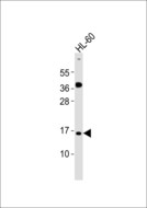 ATP5J2 / F1Fo-ATPase Antibody - Anti-ATP5JL Antibody at 1:1000 dilution + HL-60 whole cell lysates Lysates/proteins at 20 ug per lane. Secondary Goat Anti-Rabbit IgG, (H+L),Peroxidase conjugated at 1/10000 dilution Predicted band size : 11 kDa Blocking/Dilution buffer: 5% NFDM/TBST.