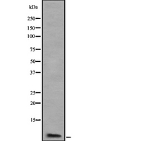 ATP5J2 / F1Fo-ATPase Antibody - Western blot analysis of ATP5J2 using K562 whole cells lysates