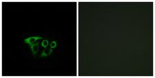 ATP5L2 Antibody - Immunofluorescence analysis of A549 cells, using ATP5L2 Antibody. The picture on the right is blocked with the synthesized peptide.