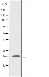 ATP5L2 Antibody - Western blot analysis of extracts of A549 cells using ATP5L2 antibody.