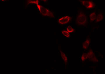 ATP5L2 Antibody - Staining A549 cells by IF/ICC. The samples were fixed with PFA and permeabilized in 0.1% Triton X-100, then blocked in 10% serum for 45 min at 25°C. The primary antibody was diluted at 1:200 and incubated with the sample for 1 hour at 37°C. An Alexa Fluor 594 conjugated goat anti-rabbit IgG (H+L) Ab, diluted at 1/600, was used as the secondary antibody.