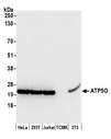 ATP5O Antibody - Detection of human and mouse ATP5O by western blot. Samples: Whole cell lysate (50 µg) from HeLa, HEK293T, Jurkat, mouse TCMK-1, and mouse NIH 3T3 cells prepared using NETN lysis buffer. Antibody: Affinity purified rabbit anti-ATP5O antibody used for WB at 0.1 µg/ml. Detection: Chemiluminescence with an exposure time of 3 seconds.