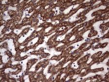 ATP5O Antibody - IHC of paraffin-embedded Human liver tissue using anti-ATP5O mouse monoclonal antibody. (Heat-induced epitope retrieval by 1 mM EDTA in 10mM Tris, pH8.5, 120°C for 3min).