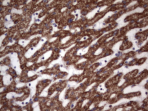 ATP5O Antibody - IHC of paraffin-embedded Human liver tissue using anti-ATP5O mouse monoclonal antibody. (Heat-induced epitope retrieval by 1 mM EDTA in 10mM Tris, pH8.5, 120°C for 3min).