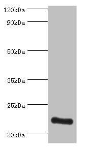 ATP5O Antibody - Western blot All lanes: ATP5O antibody at 3µg/ml + HepG2 whole cell lysate Secondary Goat polyclonal to rabbit IgG at 1/10000 dilution Predicted band size: 23 kDa Observed band size: 23 kDa