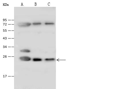 ATP5O Antibody - Anti-ATP5O rabbit polyclonal antibody at 1:500 dilution. Lane A: 293 Whole Cell Lysate. Lane B: HepG2 Whole Cell Lysate. Lane C: COS7 Whole Cell Lysate. Lysates/proteins at 30 ug per lane. Secondary: Goat Anti-Rabbit IgG (H+L)/HRP at 1/10000 dilution. Developed using the ECL technique. Performed under reducing conditions. Predicted band size: 23 kDa. Observed band size: 23 kDa.