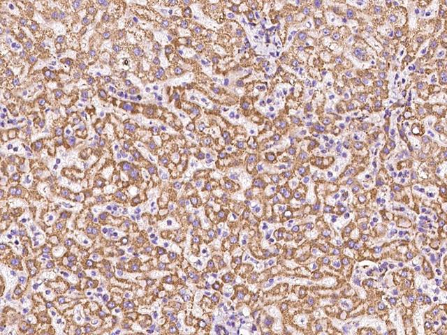 ATP5O Antibody - Immunochemical staining of human ATP5O in human liver with rabbit polyclonal antibody at 1:1000 dilution, formalin-fixed paraffin embedded sections.