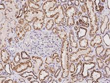 ATP5O Antibody - Immunochemical staining of human ATP5O in human kidney with rabbit polyclonal antibody at 1:100 dilution, formalin-fixed paraffin embedded sections.