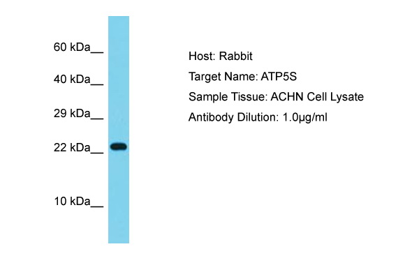 ATP5S Antibody -  This image was taken for the unconjugated form of this product. Other forms have not been tested.