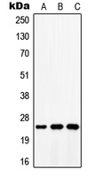 ATP5S Antibody - Western blot analysis of ATP5S expression in MCF7 (A); mouse lung (B); rat lung (C) whole cell lysates.