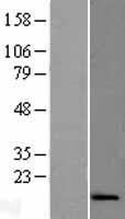 ATP5S Protein - Western validation with an anti-DDK antibody * L: Control HEK293 lysate R: Over-expression lysate