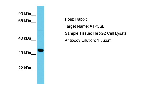 ATP5SL Antibody -  This image was taken for the unconjugated form of this product. Other forms have not been tested.