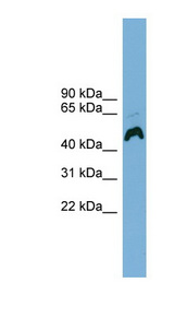 ATP6AP1 Antibody - ATP6AP1 antibody Western blot of OVCAR-3 cell lysate. This image was taken for the unconjugated form of this product. Other forms have not been tested.