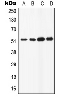 ATP6AP1 Antibody - Western blot analysis of ATP6AP1 expression in HeLa (A); HepG2 (B); Raw264.7 (C); H9C2 (D) whole cell lysates.