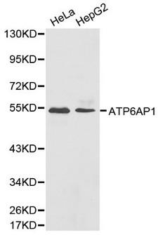 ATP6AP1 Antibody - Western blot of ATP6AP1 pAb in extracts from Hela and HepG2 cells.