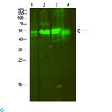 ATP6AP1 Antibody - Western Blot analysis of 1, mouse-lung, 2, mouse-brain, 3, mouse-spleen, 4, mouse-kidney cells using primary antibody diluted at 1:500 (4°C overnight). Secondary antibody:Goat Anti-rabbit IgG IRDye 800 (diluted at 1:5000, 25°C, 1 hour).