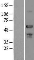 ATP6AP1 Protein - Western validation with an anti-DDK antibody * L: Control HEK293 lysate R: Over-expression lysate