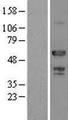 ATP6AP1 Protein - Western validation with an anti-DDK antibody * L: Control HEK293 lysate R: Over-expression lysate