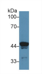 ATP6AP2 / Renin Receptor Antibody