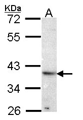 ATP6AP2 / Renin Receptor Antibody - Sample (30 ug of whole cell lysate). A: Hela. 10% SDS PAGE. ATP6AP2 antibody diluted at 1:1000. 