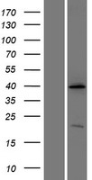 ATP6AP2 / Renin Receptor Protein - Western validation with an anti-DDK antibody * L: Control HEK293 lysate R: Over-expression lysate