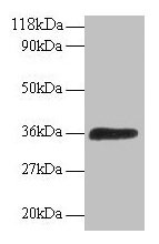 ATP6E / ATP6V1E1 Antibody - Western blot V-type proton ATPase subunit E 1 antibody at 2µg/ml + 293T whole cell lysate Secondary Goat polyclonal to rabbit IgG at 1/15000 dilution Predicted band size: 27, 24, 23 kDa Observed band size: 36 kDa