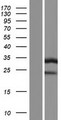 ATP6E / ATP6V1E1 Protein - Western validation with an anti-DDK antibody * L: Control HEK293 lysate R: Over-expression lysate