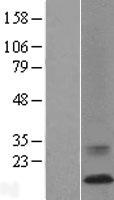 ATP6V0C / VATL Protein - Western validation with an anti-DDK antibody * L: Control HEK293 lysate R: Over-expression lysate