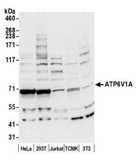 ATP6V1A1 / ATP6V1A Antibody - Detection of human and mouse ATP6V1A by western blot. Samples: Whole cell lysate (50 µg) from HeLa, HEK293T, Jurkat, mouse TCMK-1, and mouse NIH 3T3 cells prepared using NETN lysis buffer. Antibody: Affinity purified rabbit anti-ATP6V1A antibody used for WB at 0.1 µg/ml. Detection: Chemiluminescence with an exposure time of 30 seconds.
