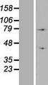 ATP6V1A1 / ATP6V1A Protein - Western validation with an anti-DDK antibody * L: Control HEK293 lysate R: Over-expression lysate