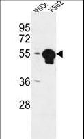 ATP6V1B1 Antibody - ATP6V1B1 Antibody western blot of WiDr,K562 cell line lysates (35 ug/lane). The ATP6V1B1 antibody detected the ATP6V1B1 protein (arrow).