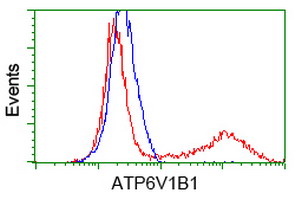 ATP6V1B1 Antibody - HEK293T cells transfected with either overexpress plasmid (Red) or empty vector control plasmid (Blue) were immunostained by anti-ATP6V1B1 antibody, and then analyzed by flow cytometry.