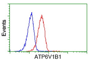 ATP6V1B1 Antibody - Flow cytometry of HeLa cells, using anti-ATP6V1B1 antibody (Red), compared to a nonspecific negative control antibody (Blue).