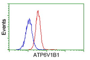 ATP6V1B1 Antibody - Flow cytometry of Jurkat cells, using anti-ATP6V1B1 antibody (Red), compared to a nonspecific negative control antibody (Blue).