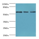 ATP6V1B2 Antibody - Western blot. All lanes: ATP6V1B2 antibody at 5 ug/ml. Lane 1: HeLa whole cell lysate. Lane 2: rat brain tissue. Lane 3: mouse heart tissue. Secondary antibody: Goat polyclonal to rabbit at 1:10000 dilution. Predicted band size: 57 kDa. Observed band size: 57 kDa.