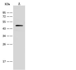 ATP6V1C1 Antibody - Anti-ATP6V1C1 rabbit polyclonal antibody at 1:10000 dilution. Lane A: HepG2 Whole Cell Lysate. Lysates/proteins at 30 ug per lane. Secondary: Goat Anti-Rabbit IgG (H+L)/HRP at 1/10000 dilution. Developed using the ECL technique. Performed under reducing conditions. Predicted band size: 44 kDa.