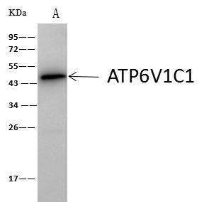 ATP6V1C1 Antibody - ENO1 was immunoprecipitated using: Lane A: 0.5 mg MCF-7 Whole Cell Lysate. 4 uL anti-ENO1 rabbit polyclonal antibody and 60 ug of Immunomagnetic beads Protein A/G. Primary antibody: Anti-ENO1 rabbit polyclonal antibody, at 1:100 dilution. Secondary antibody: Clean-Blot IP Detection Reagent (HRP) at 1:1000 dilution. Developed using the ECL technique. Performed under reducing conditions. Predicted band size: 47 kDa. Observed band size: 50 kDa.