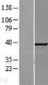 ATP6V1C1 Protein - Western validation with an anti-DDK antibody * L: Control HEK293 lysate R: Over-expression lysate