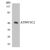 ATP6V1C2 Antibody - Western blot analysis of the lysates from HT-29 cells using ATP6V1C2 antibody.