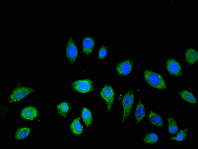 ATP6V1C2 Antibody - Immunofluorescent analysis of A549 cells at a dilution of 1:100 and Alexa Fluor 488-congugated AffiniPure Goat Anti-Rabbit IgG(H+L)