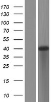 ATP6V1C2 Protein - Western validation with an anti-DDK antibody * L: Control HEK293 lysate R: Over-expression lysate